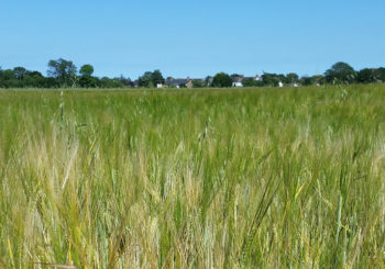 Tollesbury field